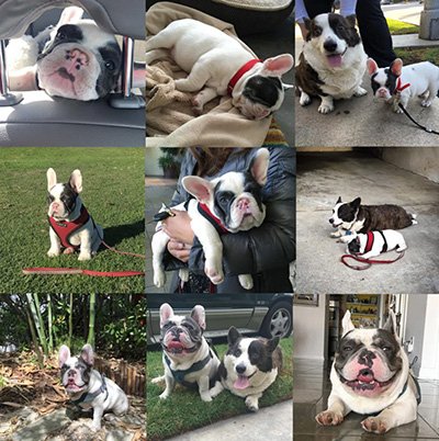 bluehaven french bulldog