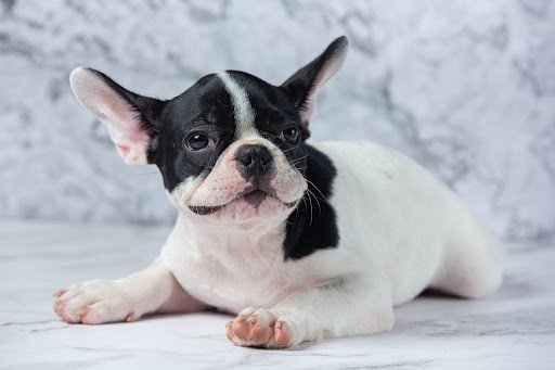 Puppies of sale