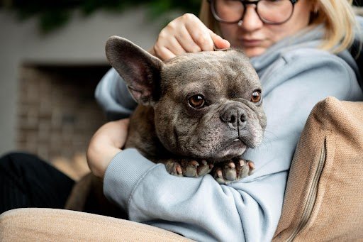 Retired French Bulldog
