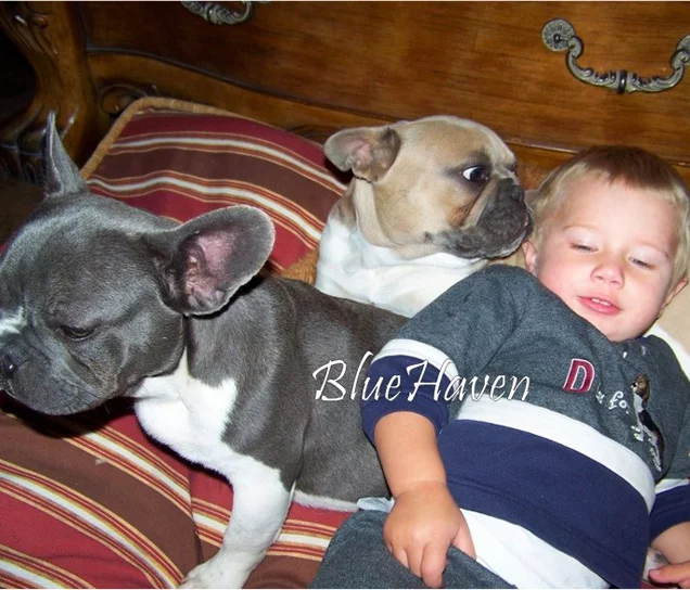 WhyFrenchBulldog-left