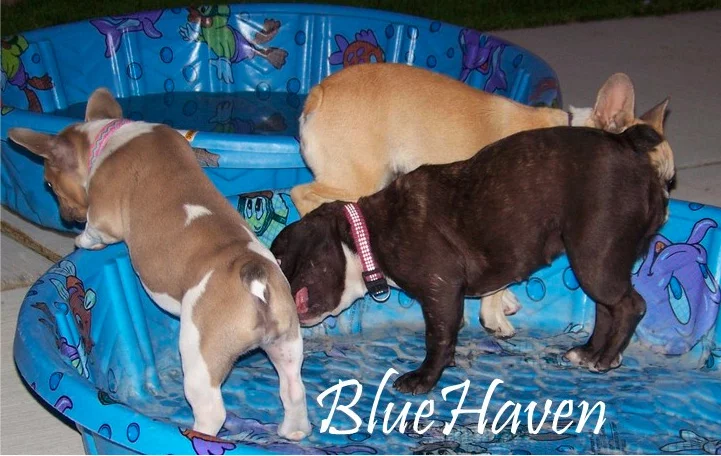 WhyFrenchBulldog-right