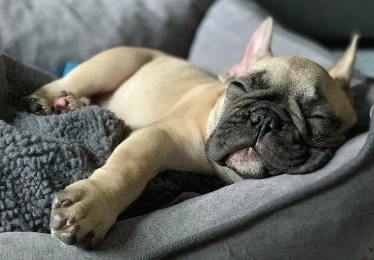 Articles from Tuck Sleep