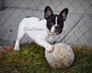 Dog Exercise: How Much