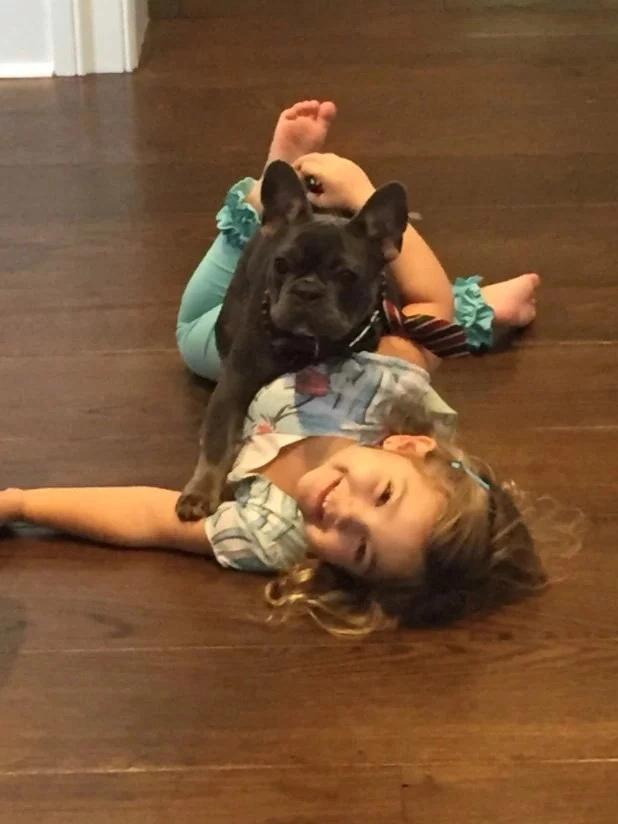 French Bulldog Bliss