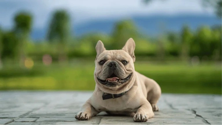 French Bulldog Training 101