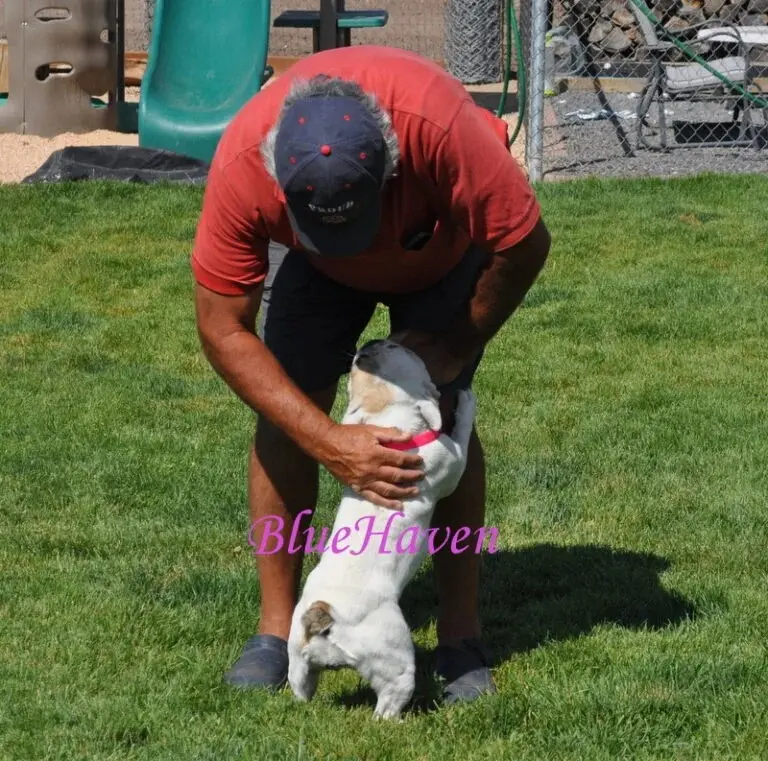 Stop Your French Bulldog