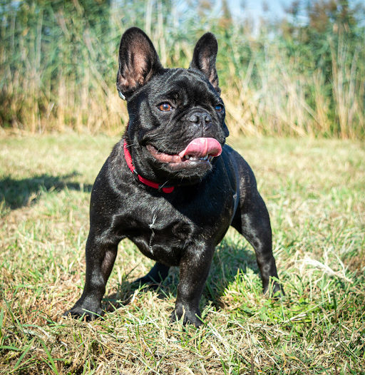 French Bulldog needs care