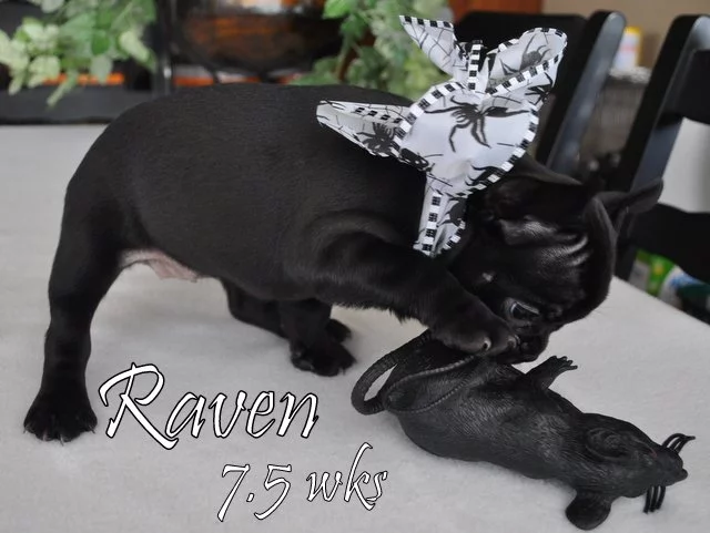 What colors and color