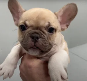 Chocolate Sable Pied