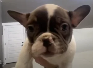 Chocolate & Tan Pied