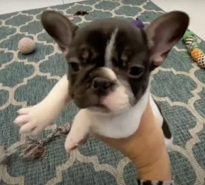 Chocolate Trindle Pied