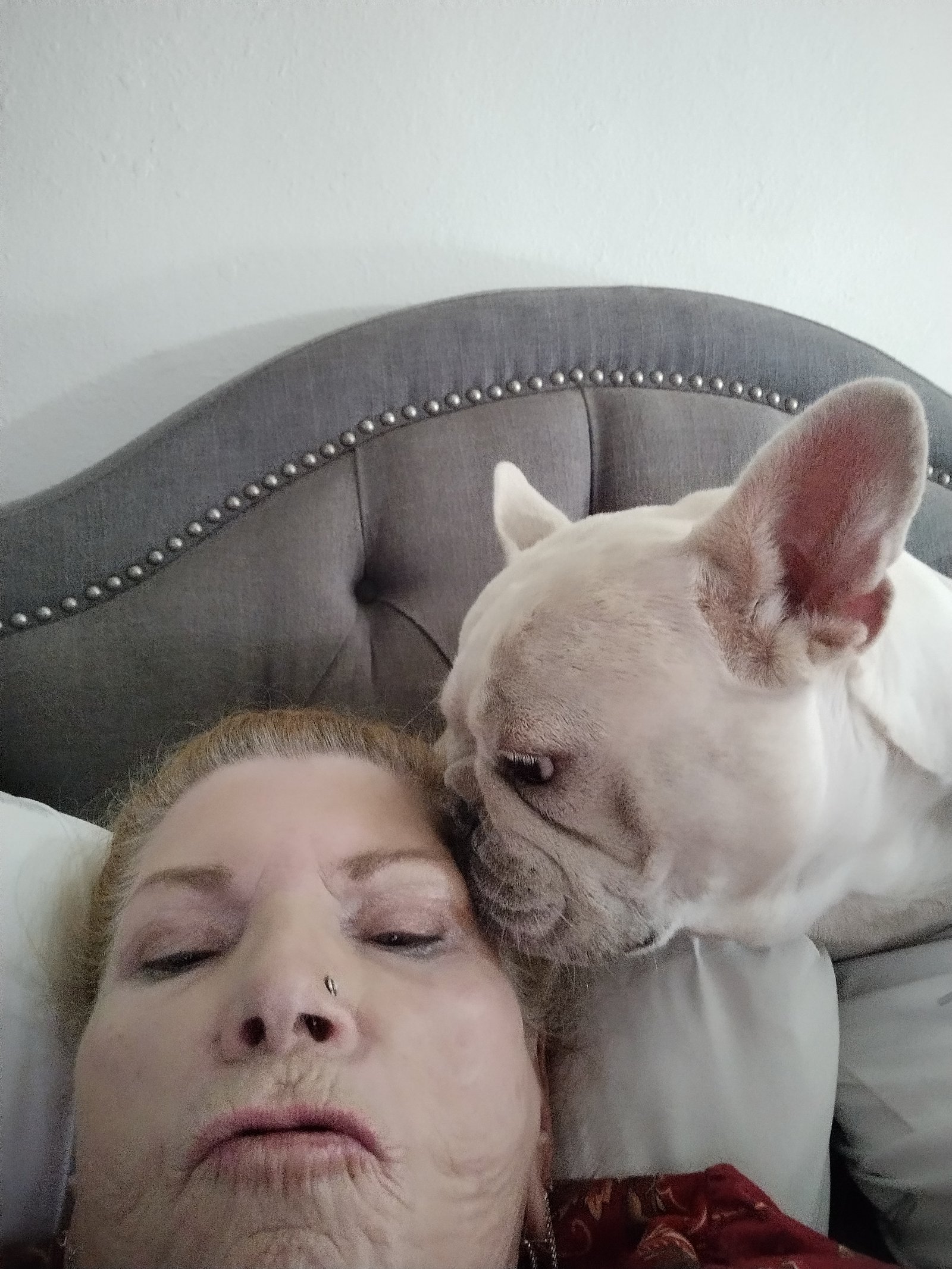 Cream French Bulldog cuddling