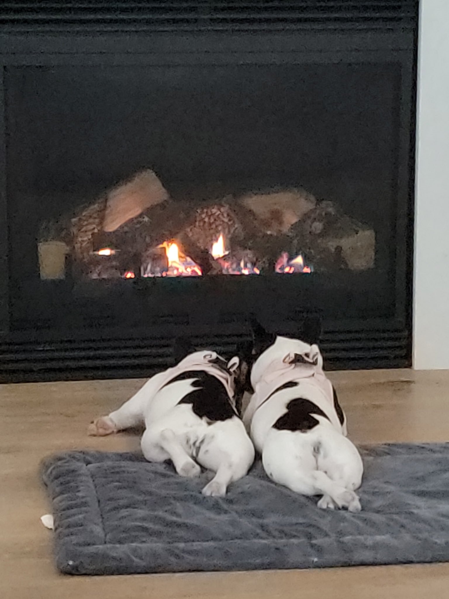 French Bulldogs Relaxing