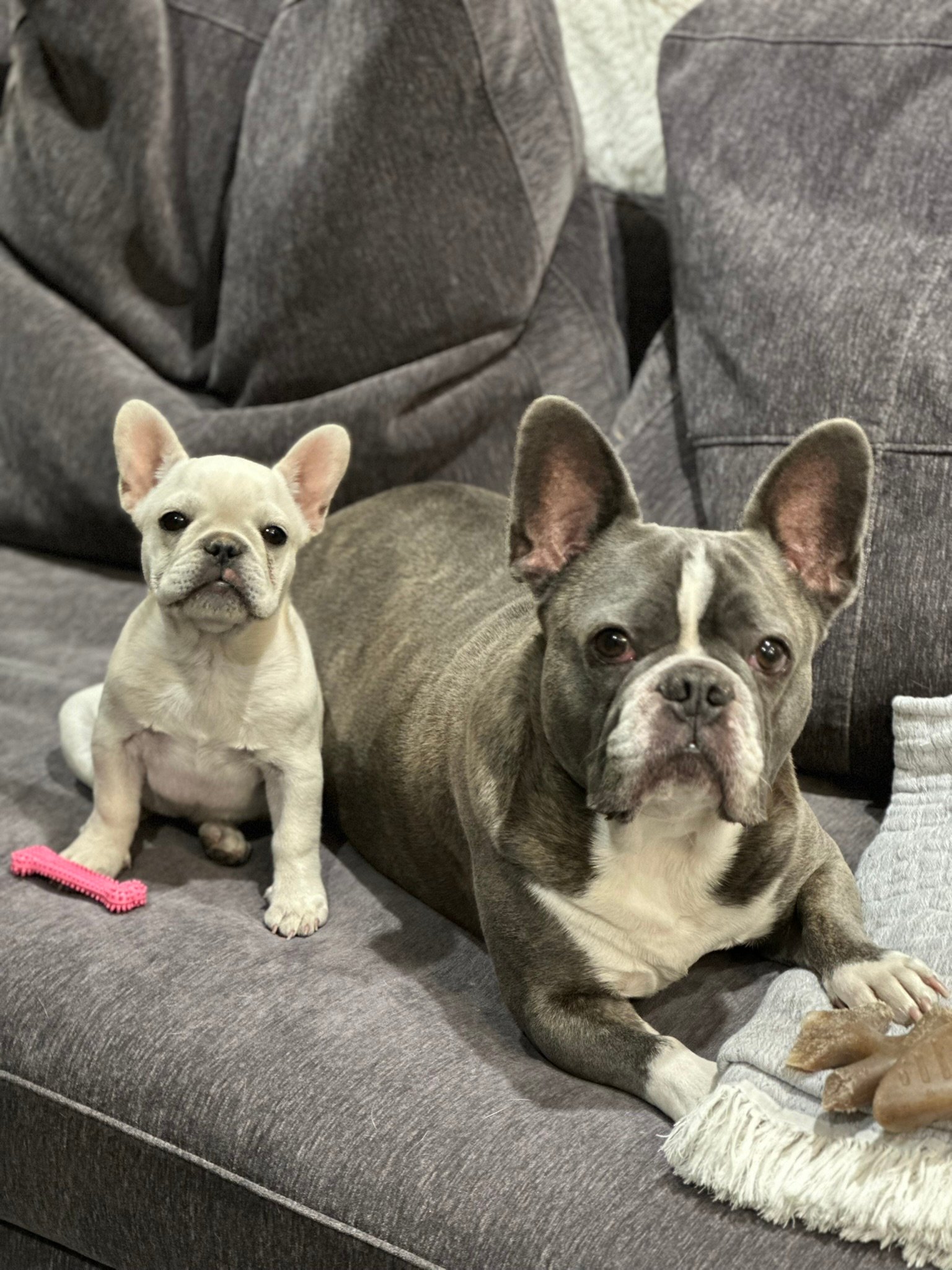 Adult gray French Bulldog