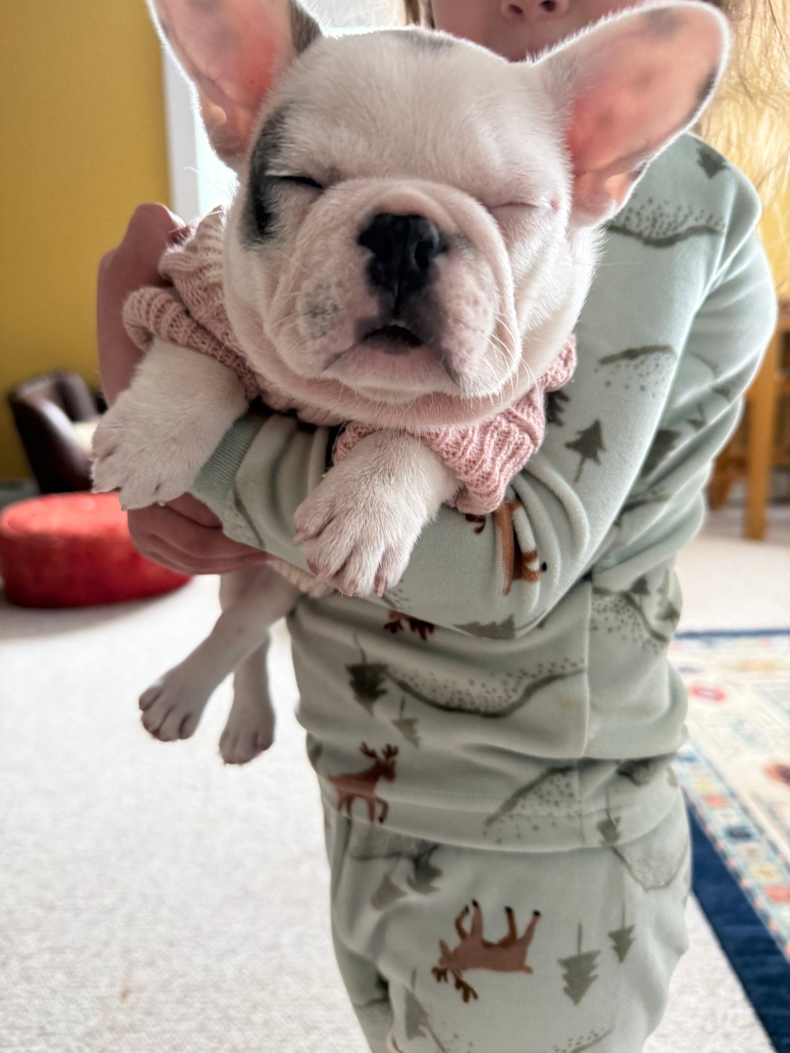 Child gently holding a Bulldog